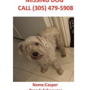 Lost Dog Casper