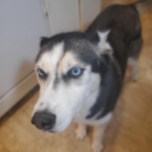 Lost Dog sakari