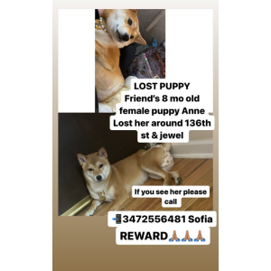 Lost Dog Anne