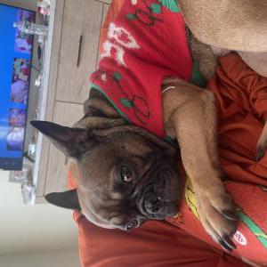 Lost Dog Bo