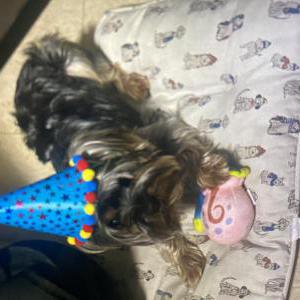 Lost Dog Bentley