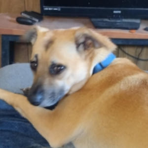 Lost Dog Nami