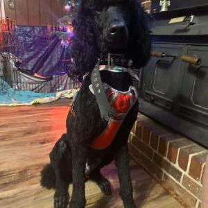 Lost Dog Japser