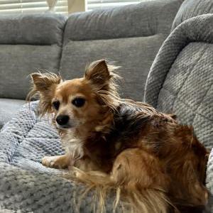 Lost Dog Lizzie