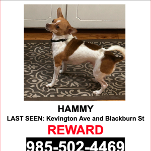Lost Dog Hammy