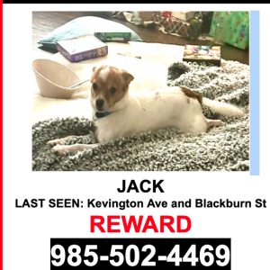 Lost Dog Jack