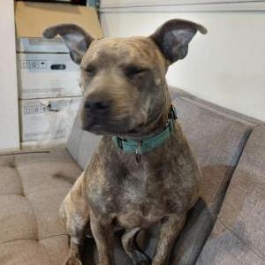 Lost Dog Rosie