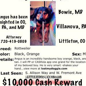 Lost Dog Aangus