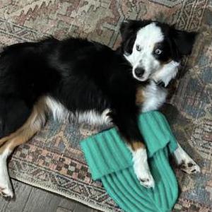 Lost Dog Georgia