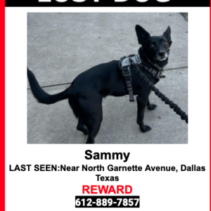 Lost Dog Sammy