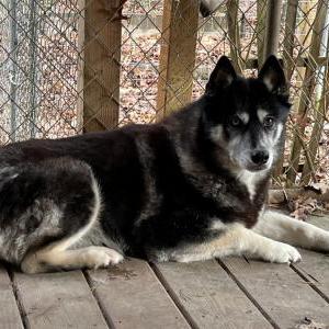 Lost Dog Comanche Girl