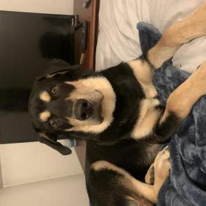 Lost Dog Milo