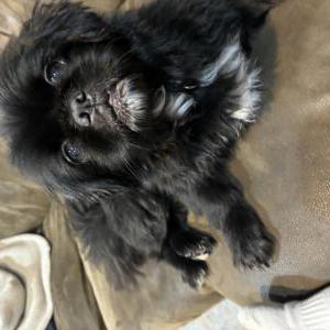 Lost Dog Unknown