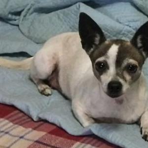 Lost Dog Chula