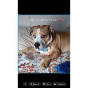 Lost Dog Max