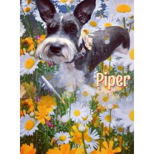 Lost Dog Pipper