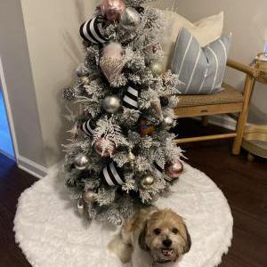 Lost Dog Gizmo