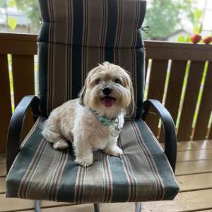 2nd Image of Gizmo, Lost Dog