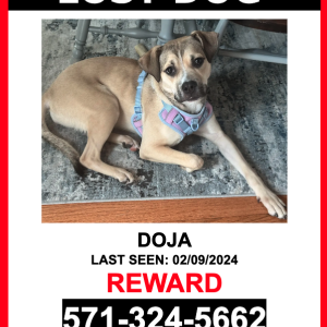 Lost Dog Doja