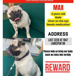 Lost Dog Max