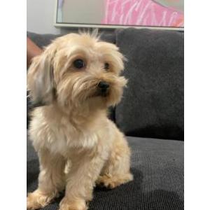 Lost Dog Ginger Flores