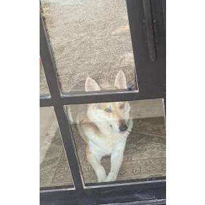 Lost Dog McKinney