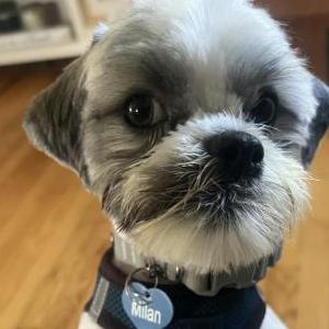 Lost Dog Milian