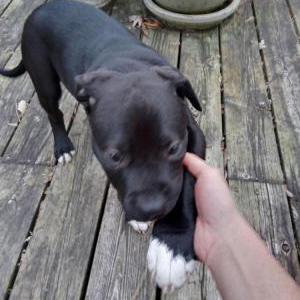 Found Dog Unknown