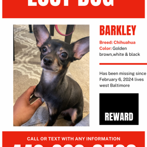 Lost Dog Barkley