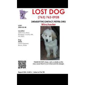 Lost Dog Windchester
