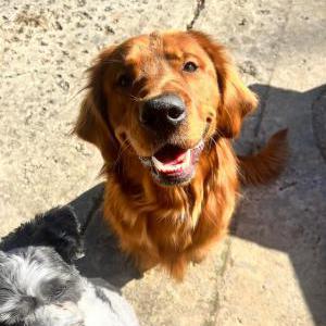 Lost Dog Finn