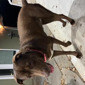 Found Dog Unknown