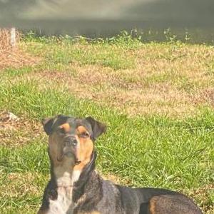 Lost Dog Tucker Liam Brewer