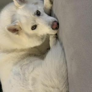 Lost Dog Kiba Melendez