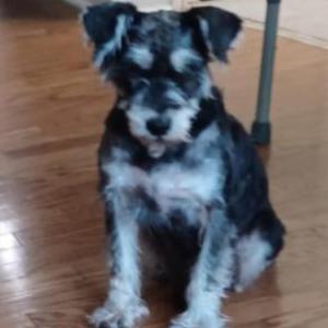 Lost Dog Max