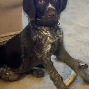 Lost Dog Minnie