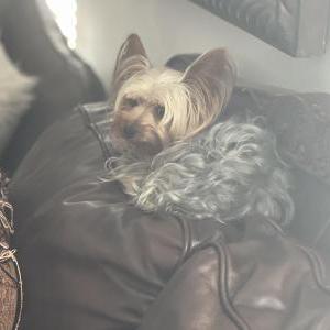Image of Bentley, Lost Dog