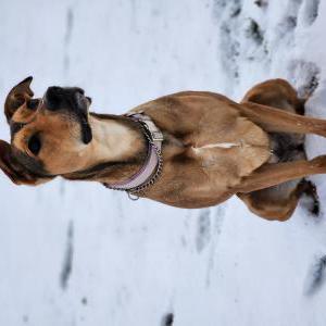 Lost Dog Freya