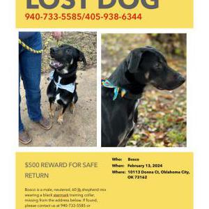 Lost Dog Bosco