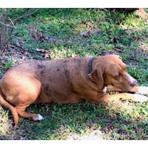 Found Dog Unknown