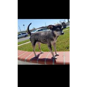 Lost Dog PANCHOLOPEZ