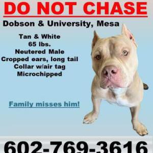 Lost Dog Duke