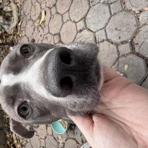 Found Dog Unknown