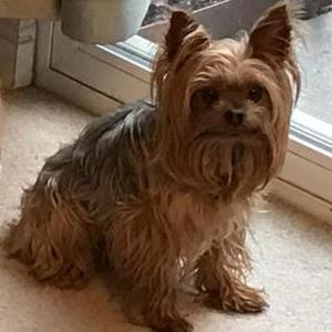 Image of Toby, Lost Dog