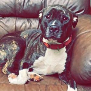 Lost Dog Otto