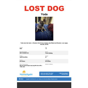 Lost Dog Yoda