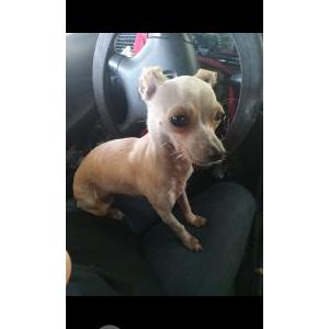 Lost Dog Lala