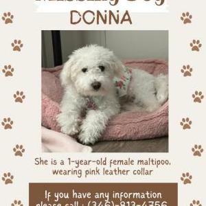 Lost Dog Donna