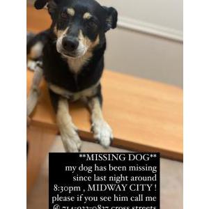 Lost Dog Rascal