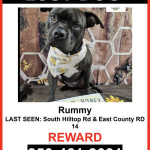 Image of Rummy, Lost Dog
